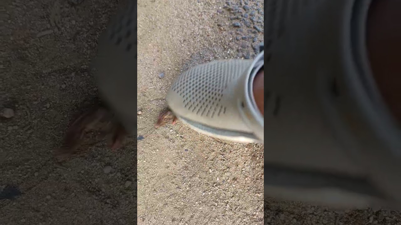 "Watch this millipede's mesmerizing defense mechanism!"