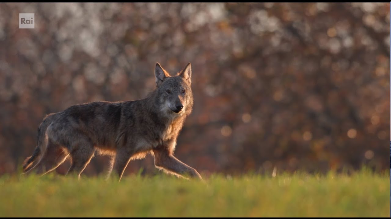 #OnePeopleOnePlanet - La forza del branco