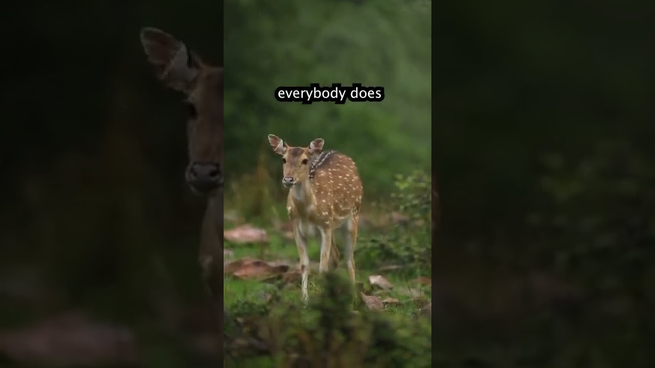 Beautiful Stag and deer Photo shoot Video 
