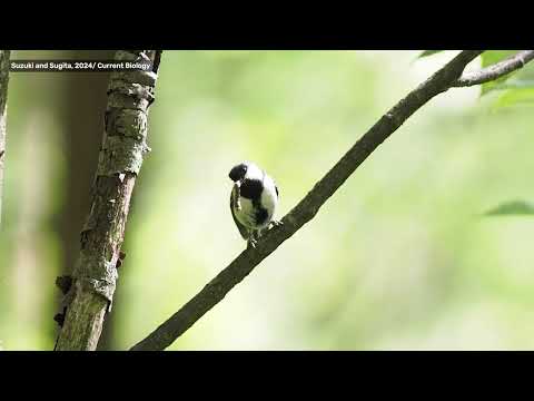 Wing fluttering gesture in Japanese tits