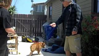 puppy attack by ron davis 6,160 views 12 years ago 38 seconds