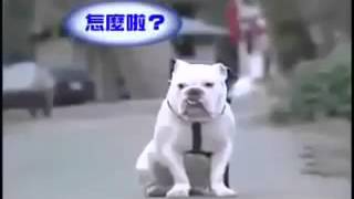 the smartest monkey     ذكاء القردة screenshot 3