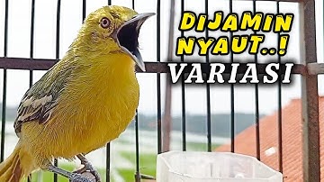 SIRTU GACOR SUARA VARIASI MEMANGGIL LAWAN - BIKIN SIRTU/CIPOH GACOR EMOSI