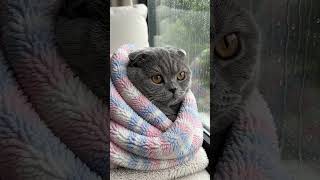 Https:youtube.com/Source/Zhezxwww7_Q/Shorts?Si=Owf0Xql0N85Swrfh