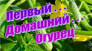 Огурец на подоконнике