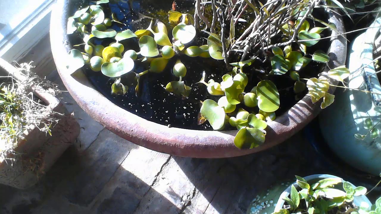 Water Hyacinth over wintering in Nebraska may be possible. YouTube