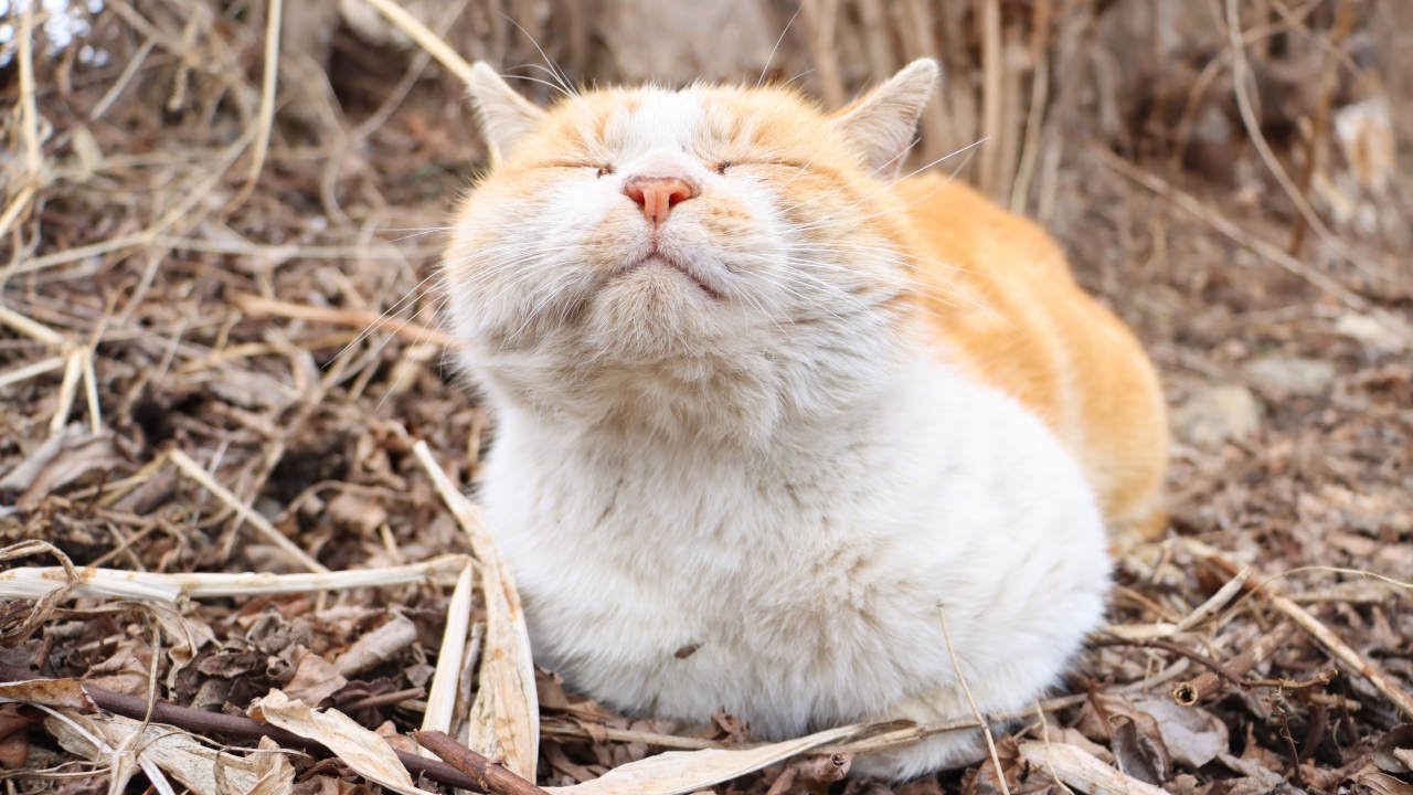 のらねこをなでなで 210305 - YouTube