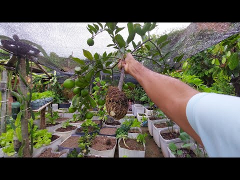 Vídeo: Cultivando uma árvore de toranja: como cuidar de árvores de toranja