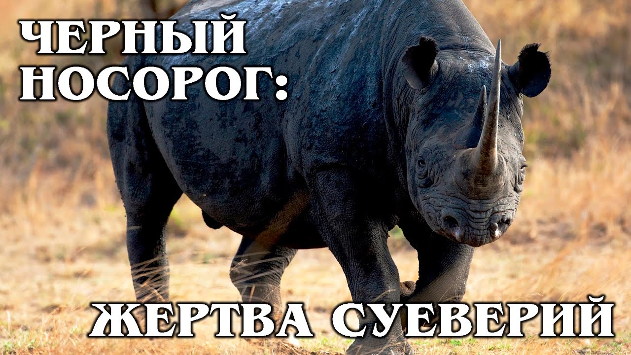 ЧЕРНЫЙ НОСОРОГ: Очень редкий вид носорогов | Интересные факты про носорогов