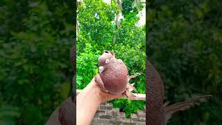 so beautiful ️️#pigeon #kabutar #myworld #কবুতর