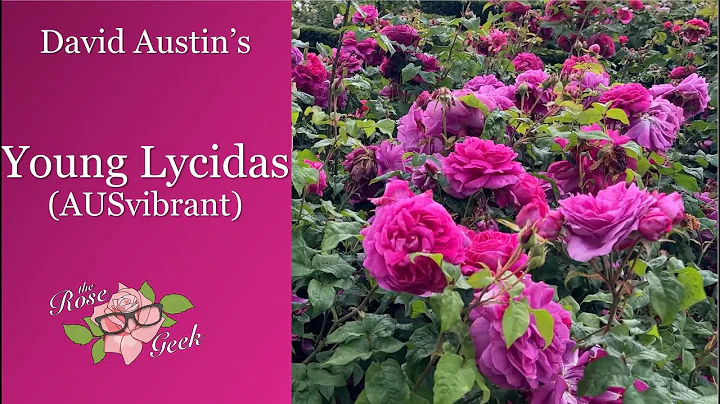 David Austin's Young Lycidas Rose // AUSvibrant //...