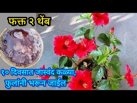 जास्वंदला भरपूर फुले येण्यासाठी दया हे घरगुती खत||Organic fertilizer||#spgardeningmarathi