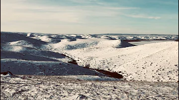 Greyhounds and Coyotes