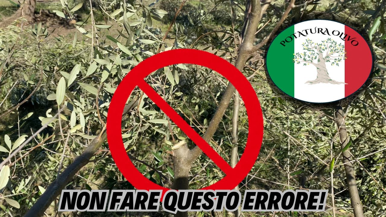 Perché il “Taglio di ritorno” é deleterio per l’olivo