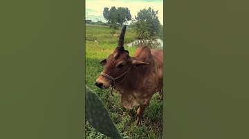 Use AI image captioning model BLIP in 8 lines of code