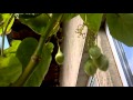 Tamarillo - arbol tomate 2 - arbore de tomate in ghiveci 2