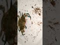 Salut les gars je vous présente monsieur coquillages