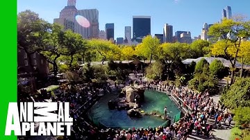 The Bronx Zoo Is Dedicated To Caring For Its Animals And Helping People Learn About Them