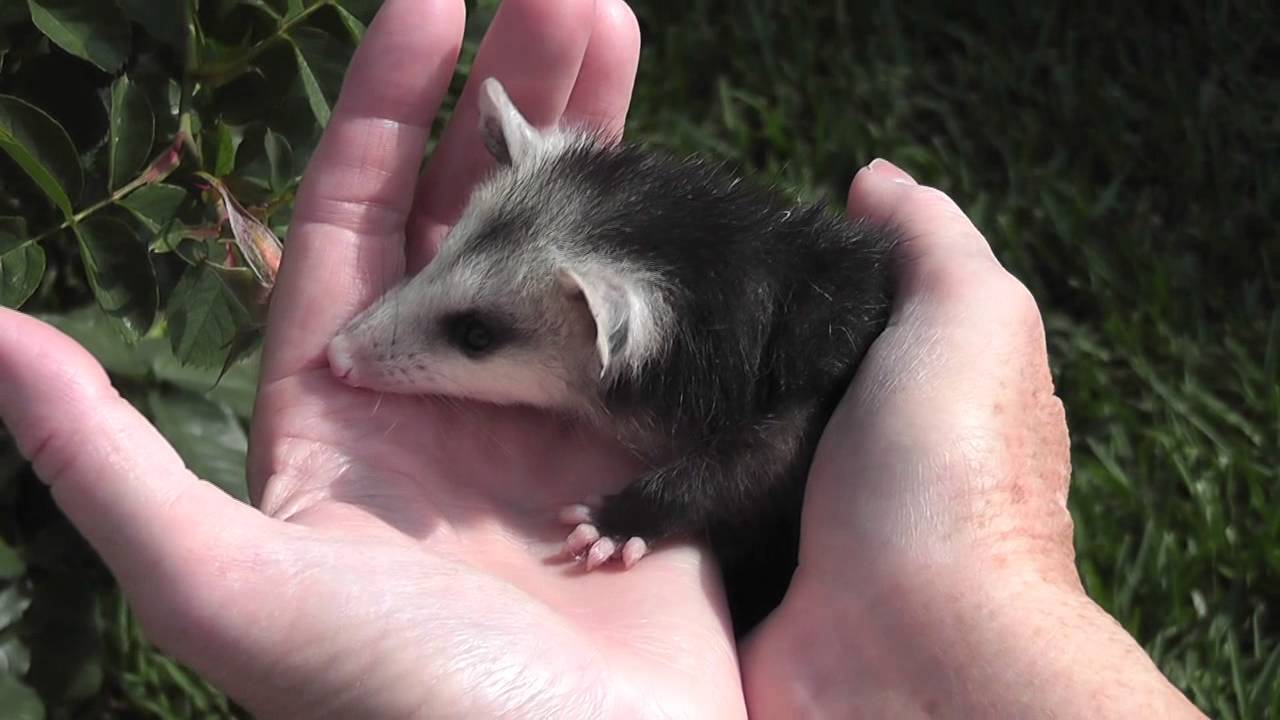 Opossum Baby Possum Held Side View Mohr Productions extinct animal footage