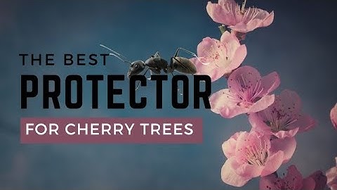 Ants are Good for Cherry Trees!?