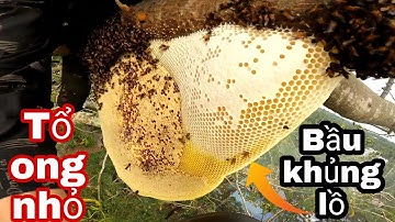 Lần đầu bắt Tổ ong rừng nhỏ Trên cây Gòn có cục mật khủng lồ siêu đẹpthe giant honey bee hive filled