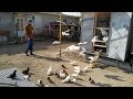 Что лучше - Голуби на Земле или На Крестовине / My new Pigeon Loft