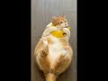 Chunky cat loves banana