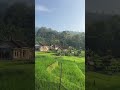 You Live in a Quiet Village Surrounded by Rice Fields 🌾✨ #Shorts