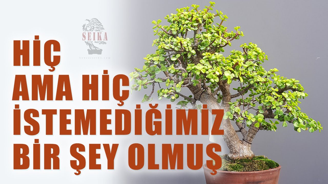 Afra Bonsai Saksı Değişimi | Hiç Olmasını İstemediğimiz Bir Şey Olmuş