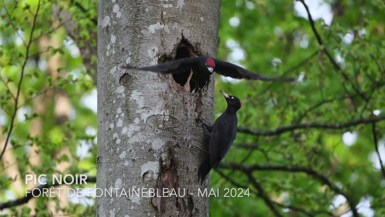 Pic Noir - Un nid en forêt de Fontainebleau - Mai 2024