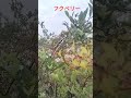 懐旧、舟木一夫さん「まごころ」。ブルーベリー畑に来ました、15年前に植えた品種「フクベリー」が元気にしてます。フクベリーは普通のホームセンターでは売ってなく、群馬県の愛好家が開発、決して手放したくなく
