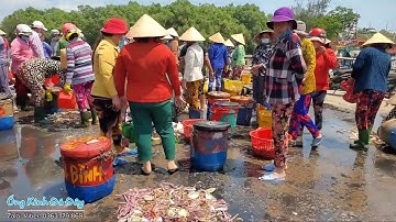 Khám phá chợ hải sản tươi sống Cảng Cá Vàm Láng Gò Công Đông Tiền Giang xem mê mắt | Ống Kính Đó Đây