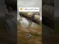 حتى من المخلوقات الصغيرة تنجم تعطيك درس في الحياة اكسبلور دويتو Funny Viralvideo Trending 