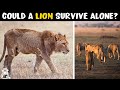 Could Lions Survive Alone?