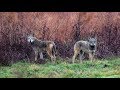 Wild Red Wolves in North Carolina
