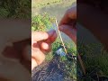 #fishing #bolang #fishinglife