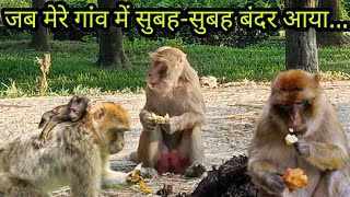 जब गांव में बंदर आया | monkey eating banana | monkey eating food | monkey video | thepointofstudy