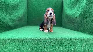 Female Basset Hound