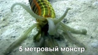 Удивительное существо подводного мира. Морской огурец