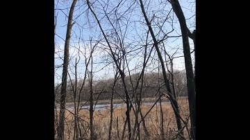 Bird Song Quiz Number 2