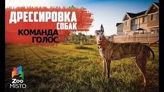 Дрессировка команды "Голос"| Как правильно дрессировать собаку | Дрессировка и воспитание собак Дрессировка команды "Голос"| Как правильно дрессировать собаку | Дрессировка и воспитание собак
