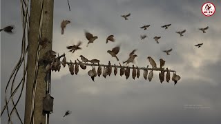 🔴 BẪY CHIM SẺ  kÉP 2 TIẾNG SẺ MỚI . MR TRÍ