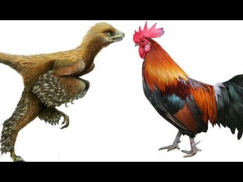 Vidéo: Poulets Avec Pattes De Dinosaures - Vue Alternative