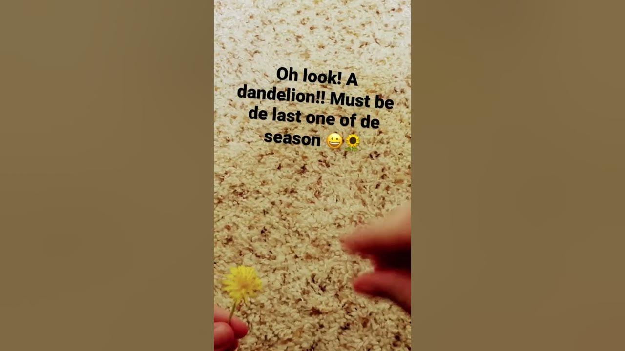 Oh look! A dandelion. Must be the last one of the season oM 😋dandelions funny meme YouTube