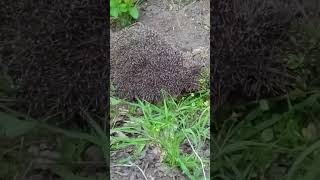 #їжак#природа#краса#трава#весна#травень#жаби#квакання#hedgehog#кірпі#kirpi#hérisson#riccio#قنفذ#кирп