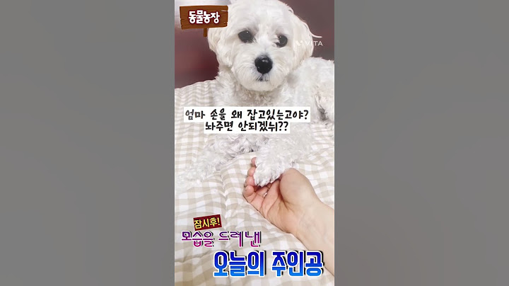 출근해야하는뎅.. 이러시면 곤란하옵니다 #동물농장 #주인공 #출근하는집사잡는 강아지#귀여운강아지#puppy