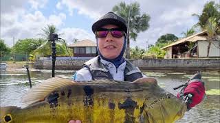 Tucunaré Pinima MONSTRO - 64,5cm