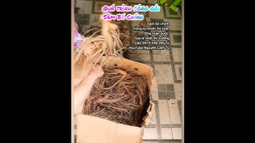 Cách sử dụng Sâm Bố Chính khi nhận hàng. Ship toàn quốc #hạtgiống và Củ tươi #sambochinh 0975058285