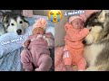 Husky & Newborn Babies First 2 Months Together!! [TRY NOT TO SMILE!!!]