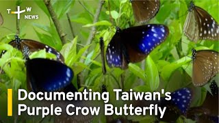 Documenting Taiwan's Purple Crow Butterfly | TaiwanPlus News